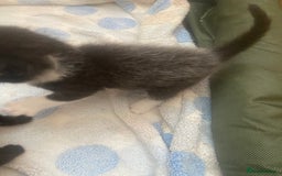 Mixed Breed cats for sale: Beautiful litter 3 girls and one boy  - Image 8