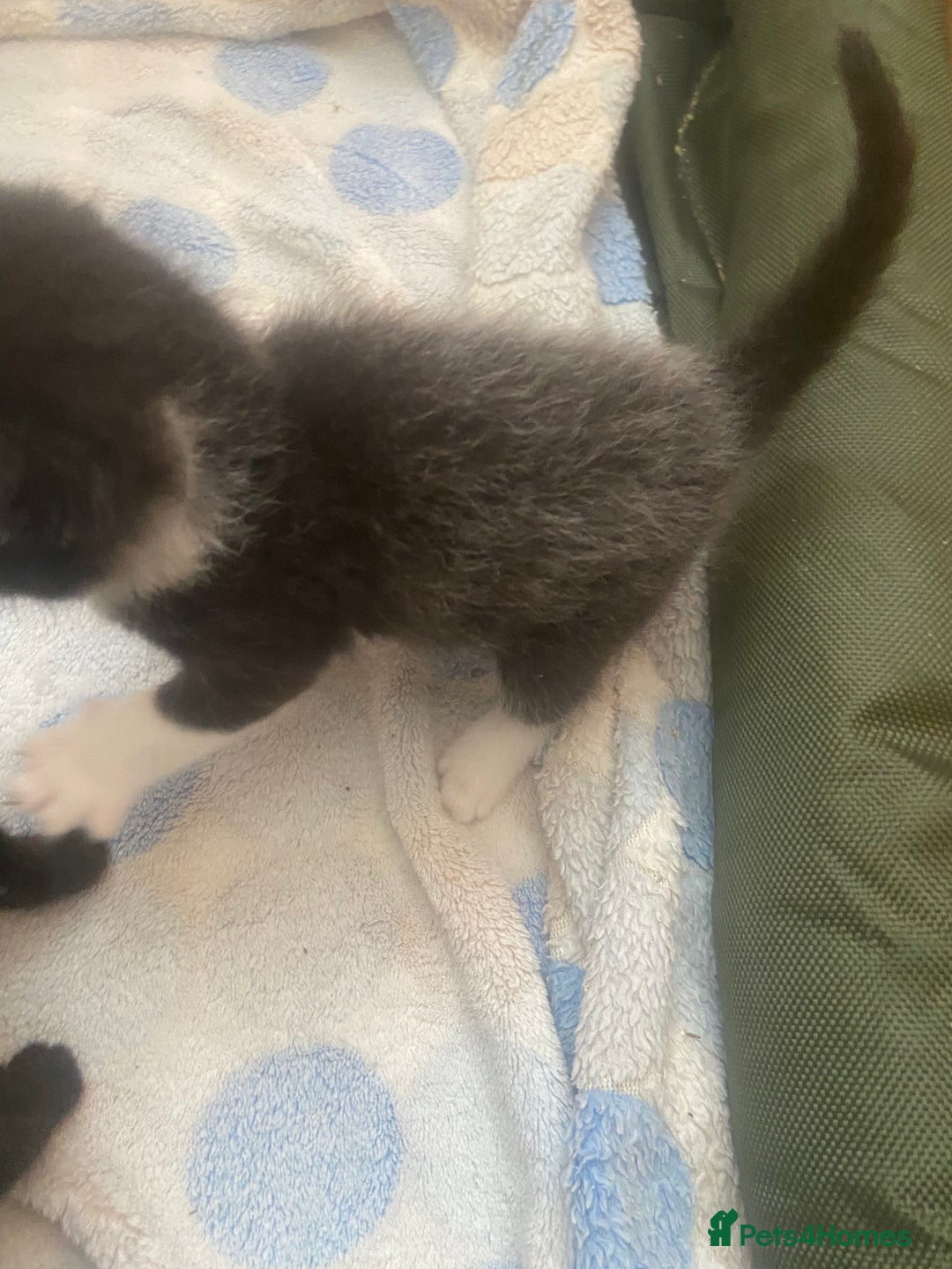 Mixed Breed cats for sale: Beautiful litter 3 girls and one boy  - Image 8