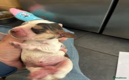 Cocker Spaniel dogs for sale: Show cocker spaniels - both parents family pets  - Image 11