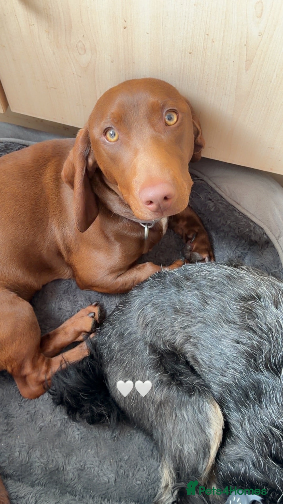 Mixed Breed dogs Male dachshund cross - Advert 1