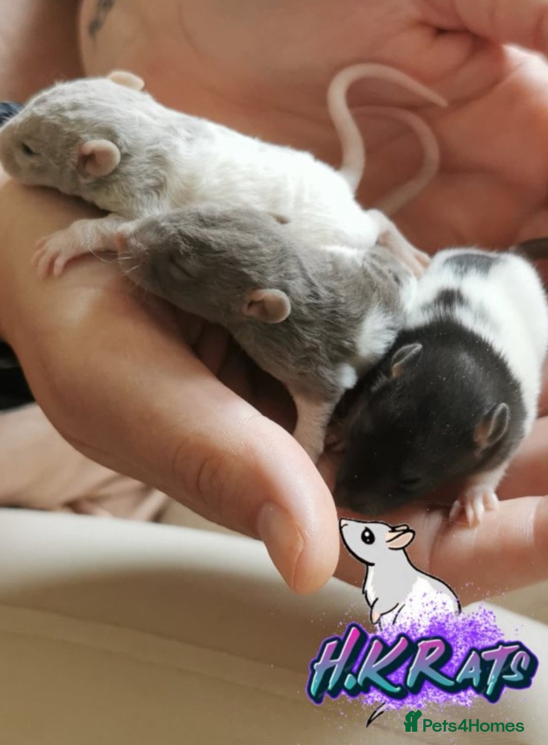 Rat rodents for sale: Dumbo rats mixed buck and does available  - Advert 3