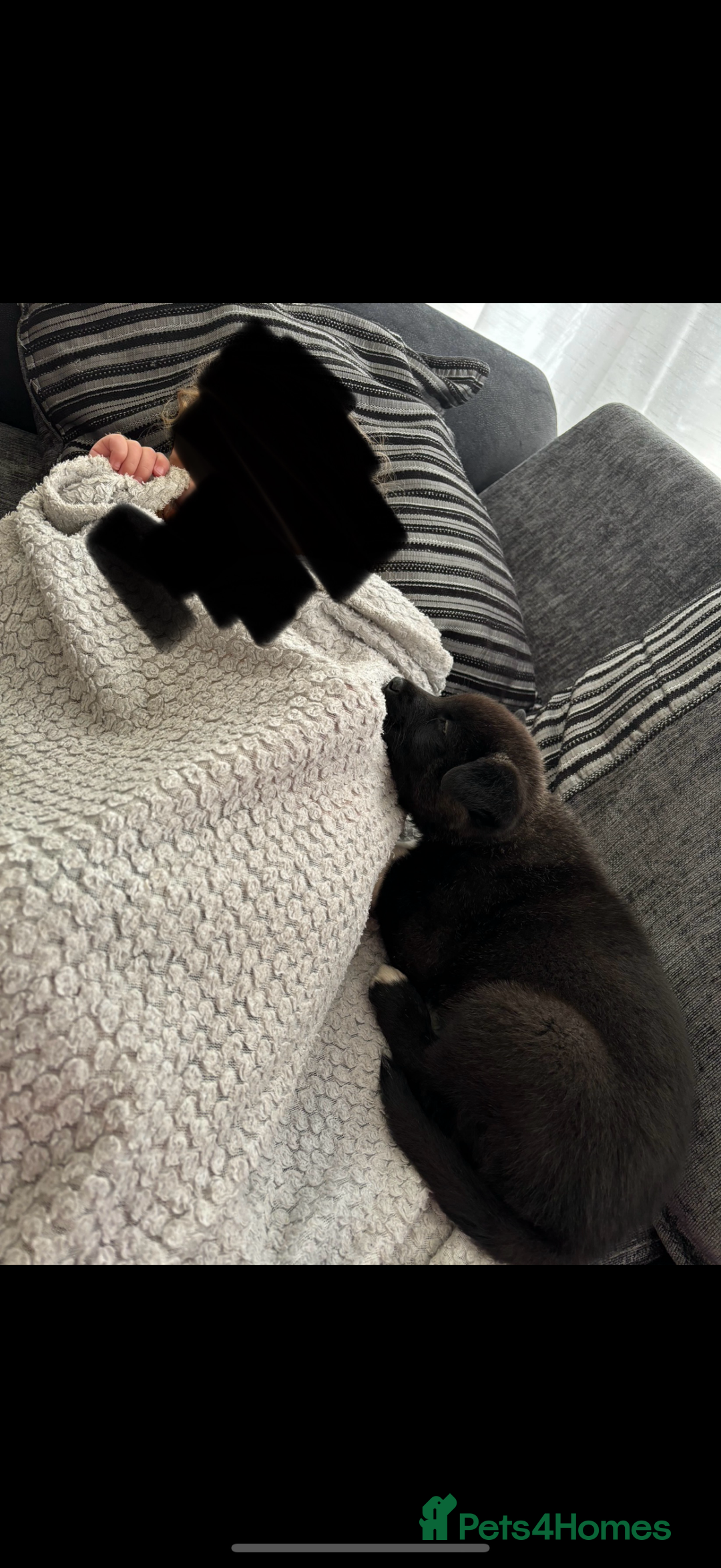 Akita dogs for sale: 18 month old male Akita for sale - Image 6