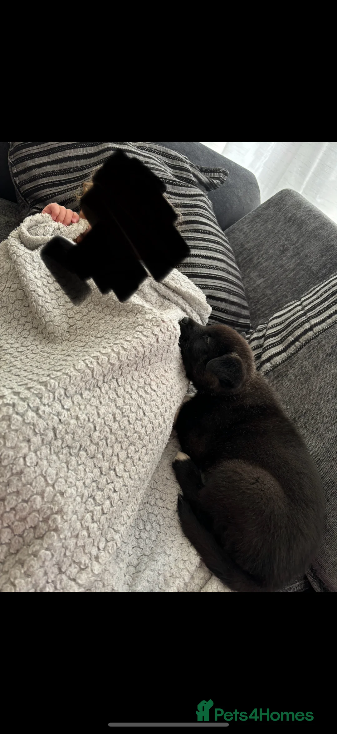 Akita dogs for sale: 18 month old male Akita for sale - Advert 6