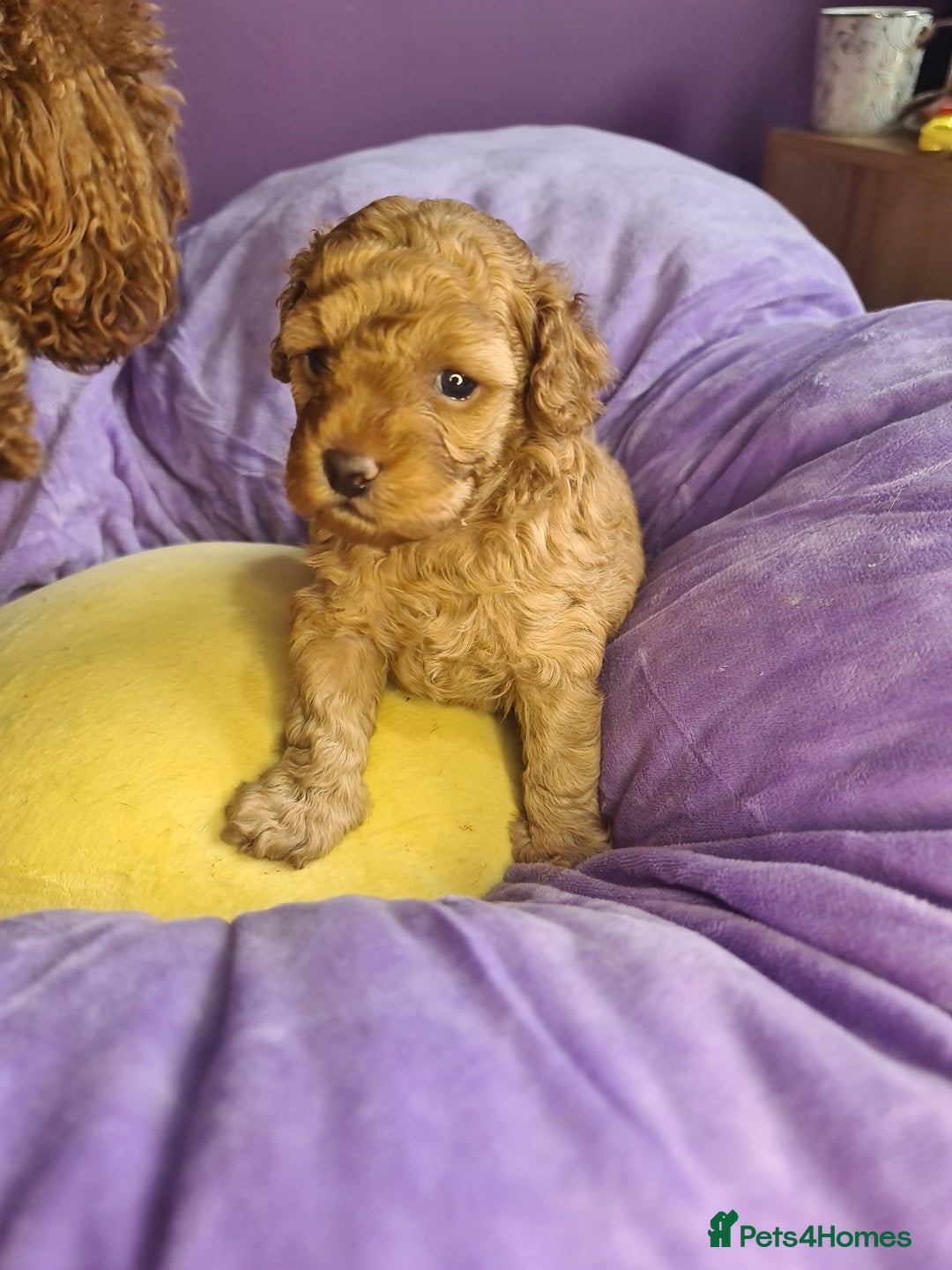 Toy Poodle dogs for sale: Mini TOY POODLES Last one boy available - Advert 23