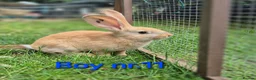 Continental Giant rabbits for sale: Pure Continental Giant Vaccinated  - Advert 3