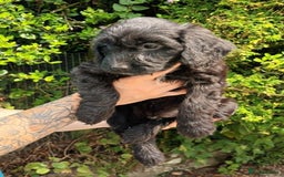 Cockapoo dogs for sale: F1b SPROODLES FROM 5* LICENCED BREEDER. - Image 6
