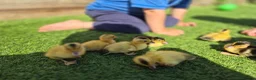 Ducks poultry for sale: Adorable, hand-raised pet ducklings - Advert 4