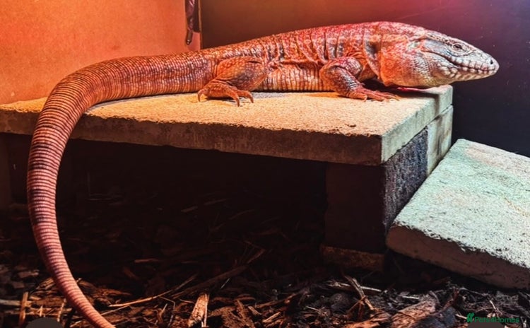 Lizard reptiles - Advert 1