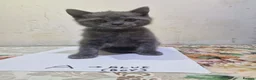 British Shorthair cats for sale: Premium Pedigree British Shorthair Kittens - Advert 11