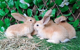Continental Giant rabbits for sale: PURE BRED Continental Giants  VACCINATED RESERVE   - Image 10