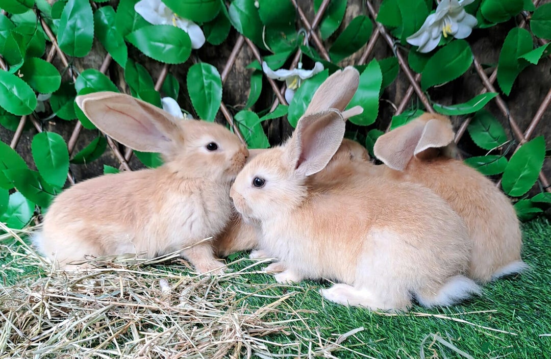 Continental Giant rabbits for sale: PURE BRED Continental Giants  VACCINATED RESERVE   - Image 10