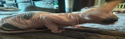 Sphynx cats for sale: Adorable Sphynx kittens  - Advert 11