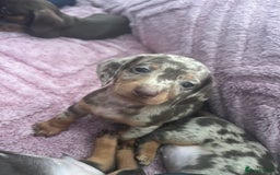 Dachshund dogs for sale: Beautiful miniature dachshunds  - Image 26