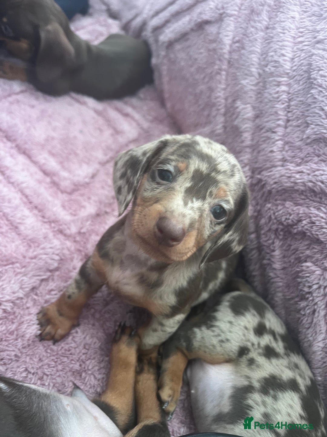 Dachshund dogs for sale: Beautiful miniature dachshunds  - Image 26