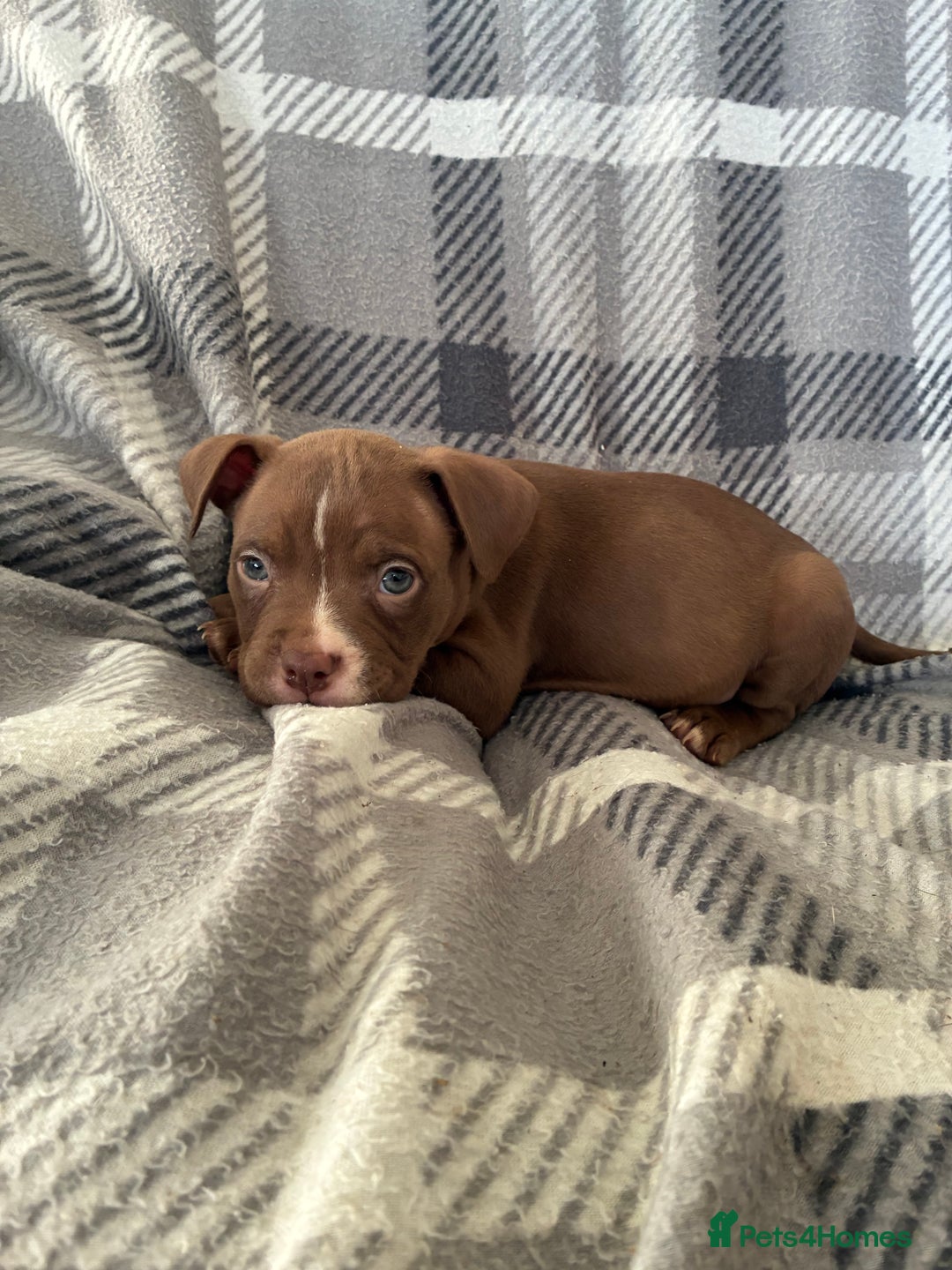 Mixed Breed dogs for sale: Pocket bully pup - Advert 7