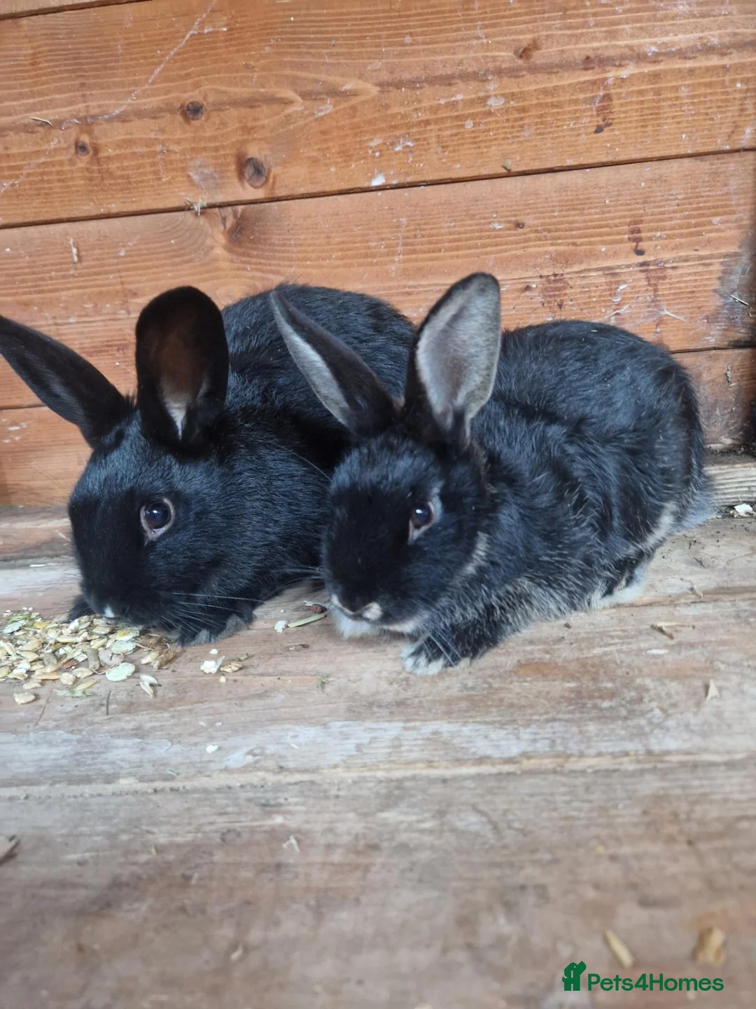 Mixed Breed rabbits for sale: 2 friendly boy rabbits  - Advert 1