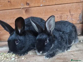 Mixed Breed rabbits 2 friendly boy rabbits - Advert 18