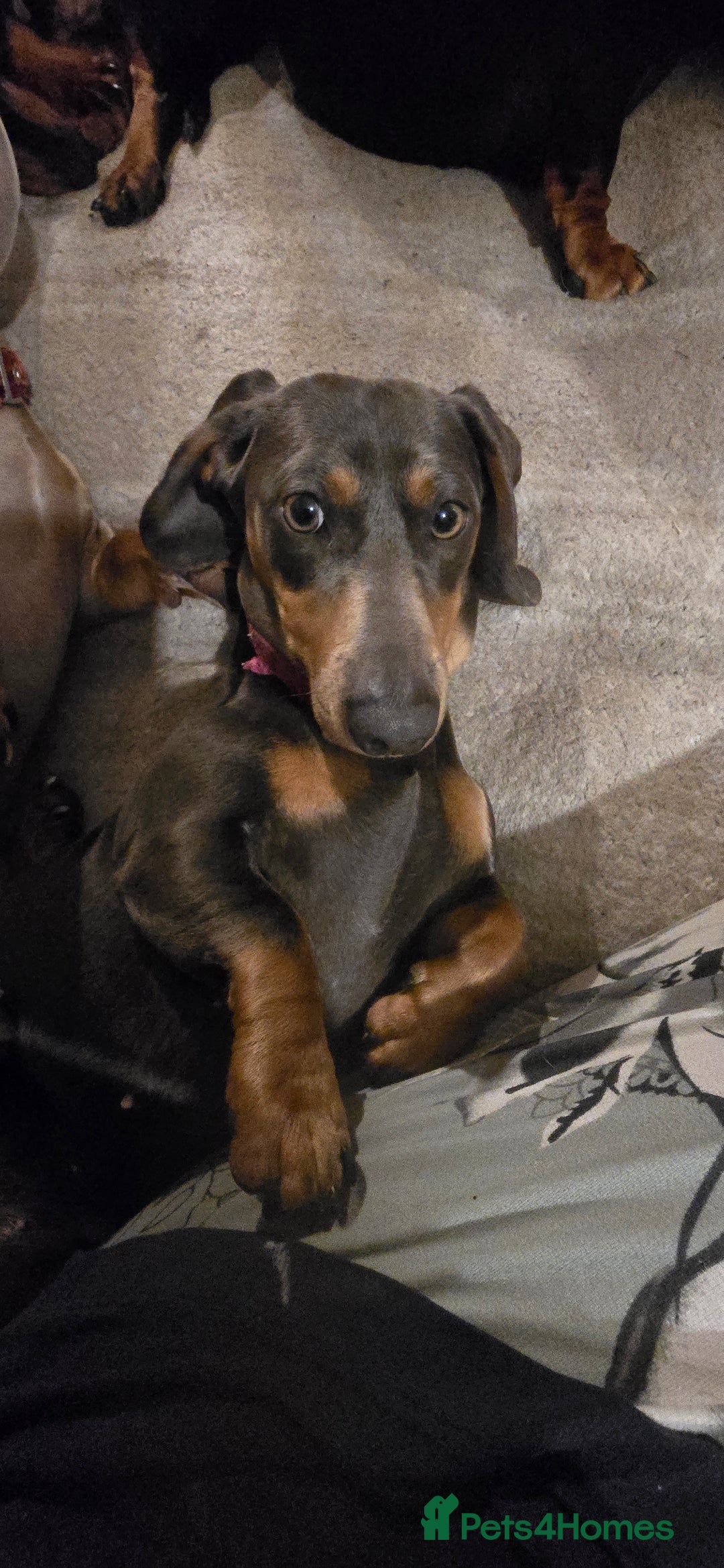 Miniature Dachshund dogs for sale: 2 mini Dachsunds  - Advert 2