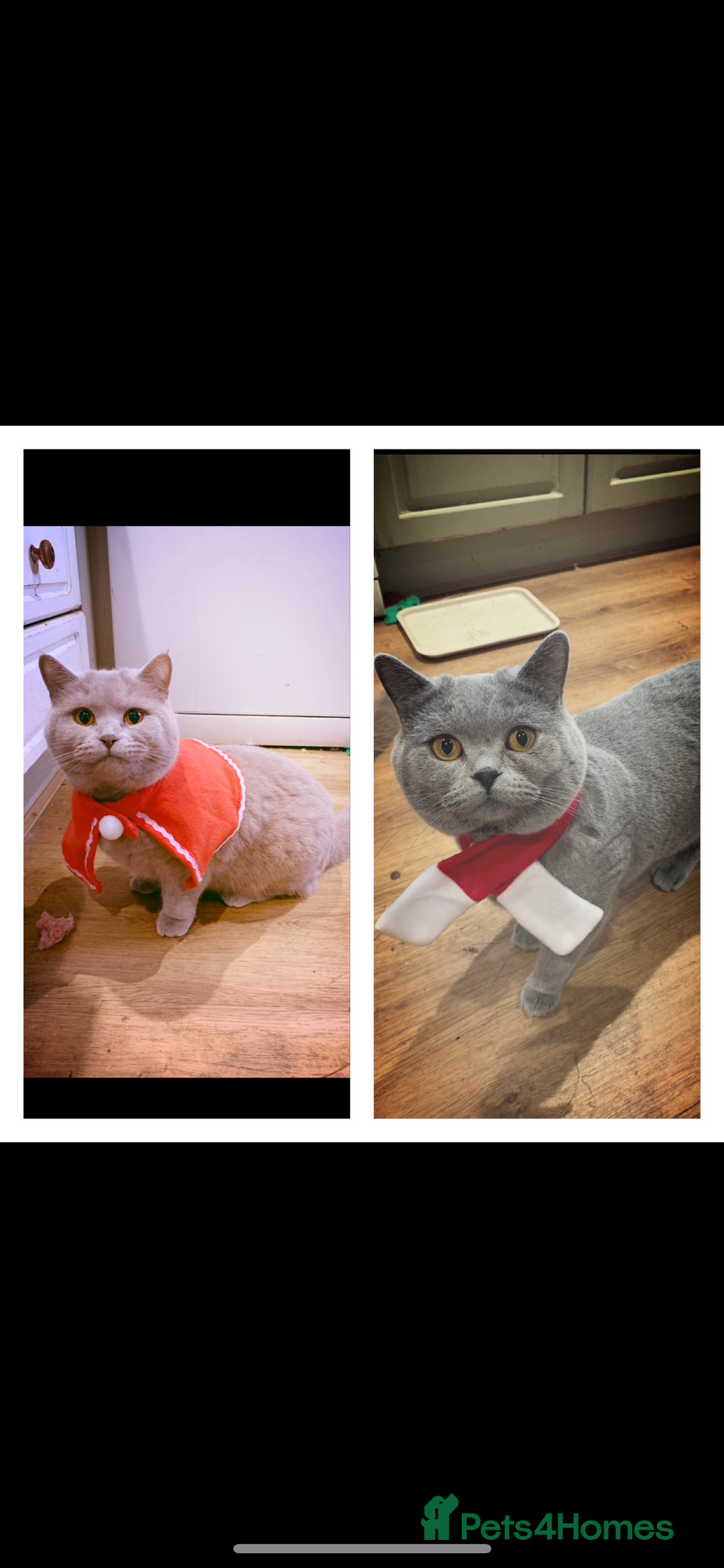 British Shorthair cats for sale: LAST BOY LEFT  - Advert 2