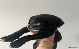 Cane Corso dogs for sale: Yuki X Aries Russian Champ Bloodline Puppies - Image 23