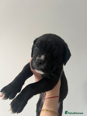 Cane Corso Puppy Black
