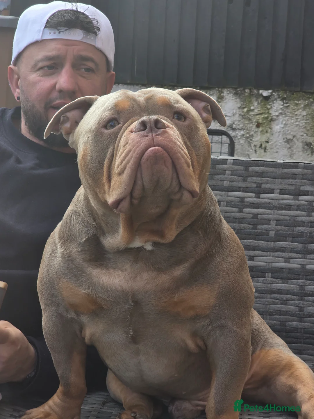 American Bully dogs for stud: American Exotic Pocket Bully for STUD - Advert 7