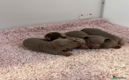 Miniature Dachshund dogs for sale: Rainbow minture Dashounds - Image 8