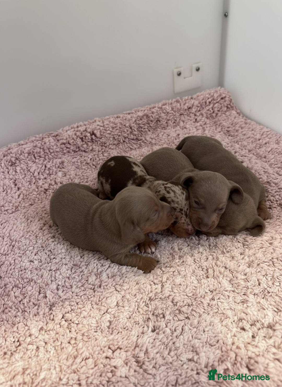 Miniature Dachshund dogs for sale: Rainbow minture Dashounds - Image 8