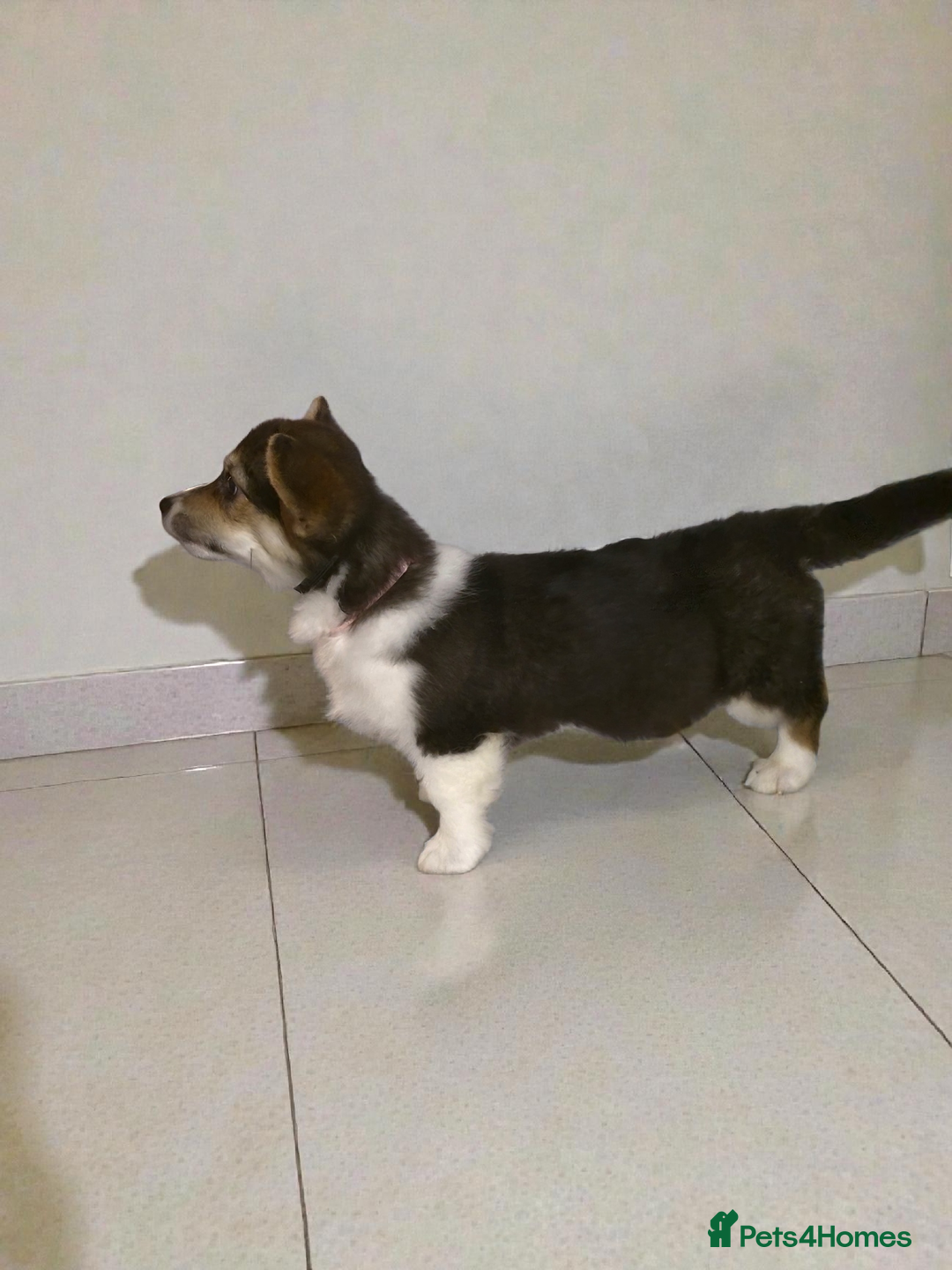 Welsh Corgi Pembroke dogs for sale: Kc reg 2 girls remaining bob & longtail - Advert 5
