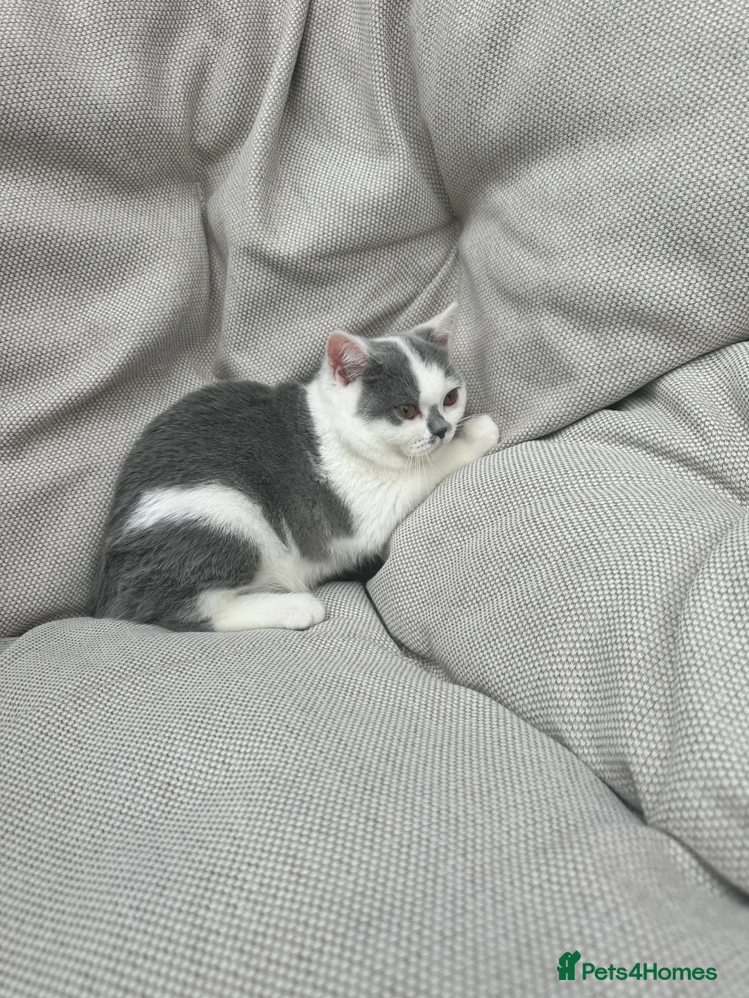 British Shorthair cats for sale: British Shorthair Chunky Kittens - Advert 2