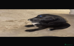 Bocker dogs for sale: Bocker - Image 7