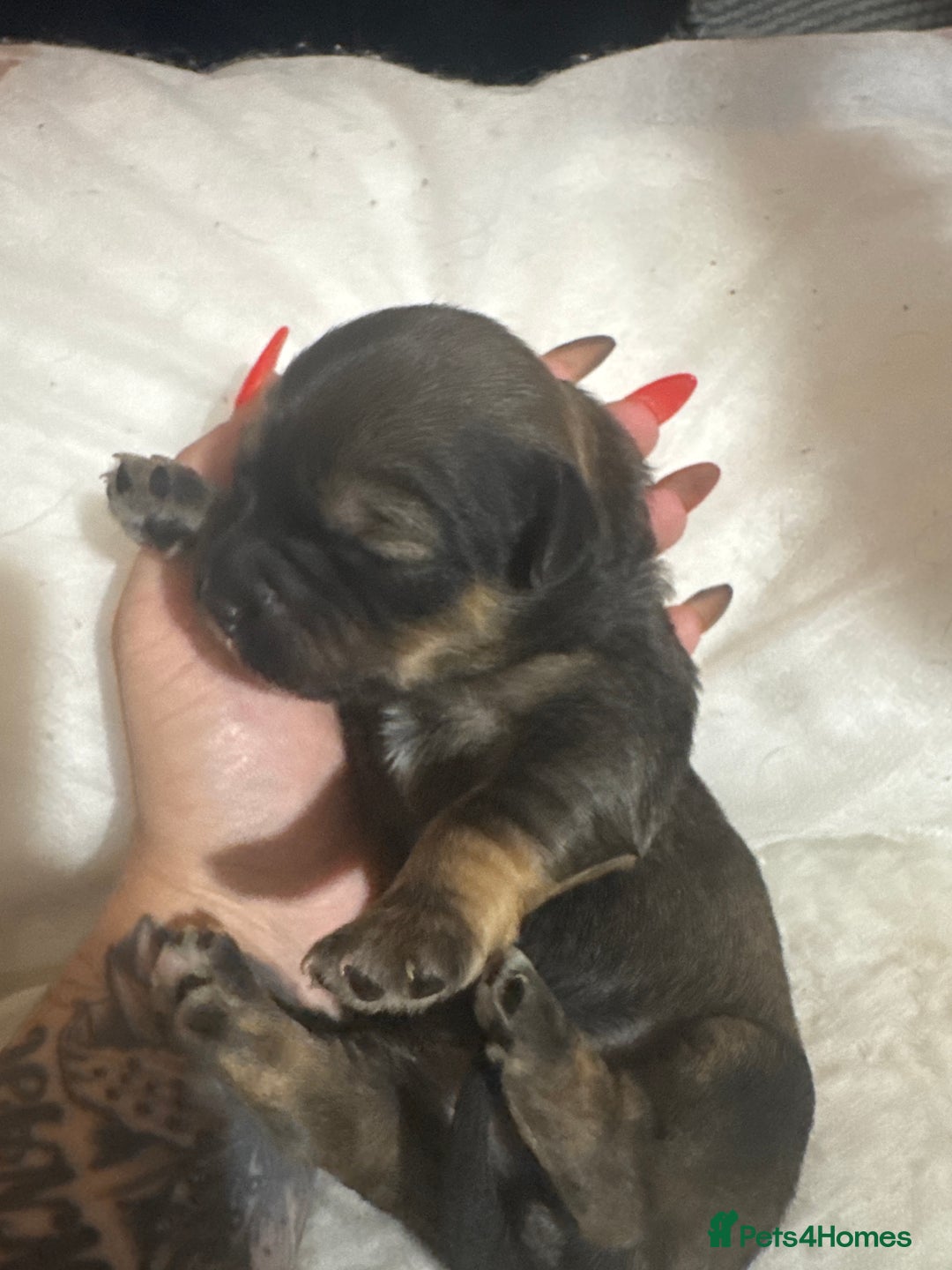 Mixed Breed dogs for sale: Rottweiler cross puppies - Image 13