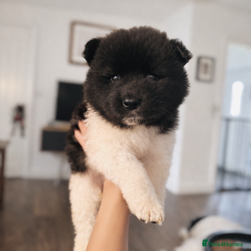 Akita dogs Quality Family Raised American Akita Puppies - Advert 1