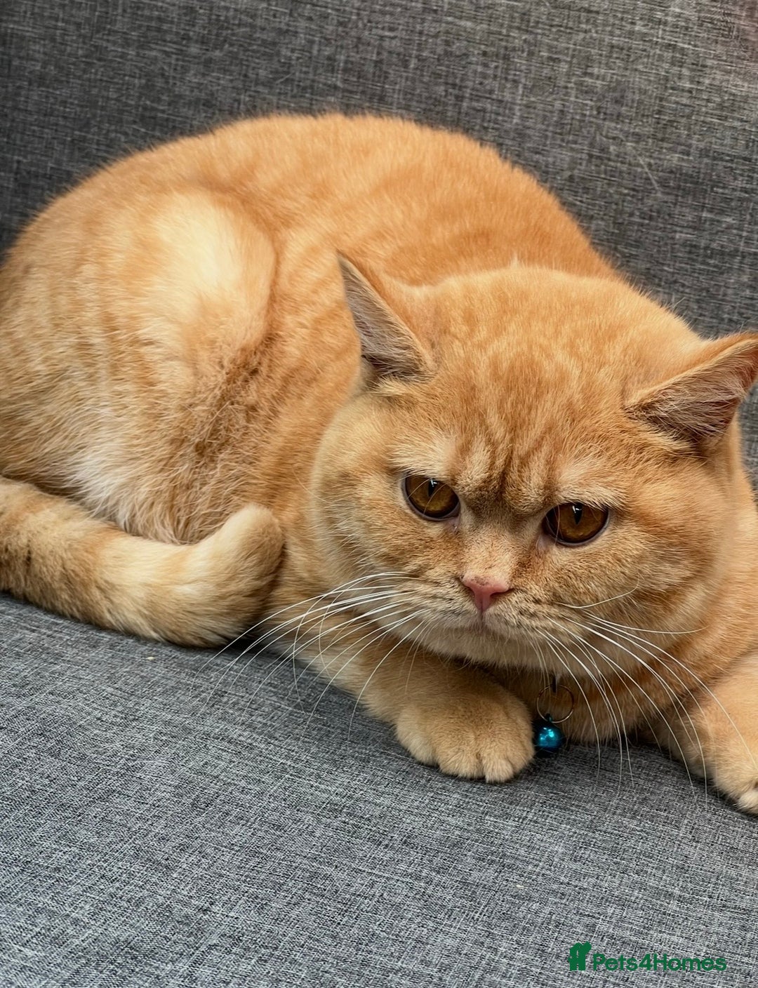 British Shorthair cats for sale: BSH adorable red tabby/ chocolate/ bicolour  - Image 18