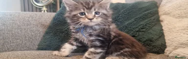 Kitten 1 - Boy - "Wolf" Dark Blue Collar 💙