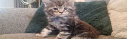Maine Coon cats for sale: **PURE Maine Coon Kittens** 1 Boy / 3 Girls - Advert 24