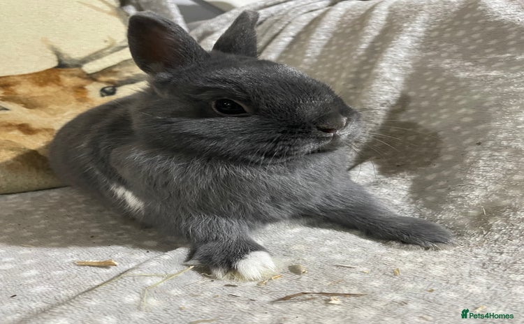 Netherland Dwarf rabbits - Advert 7