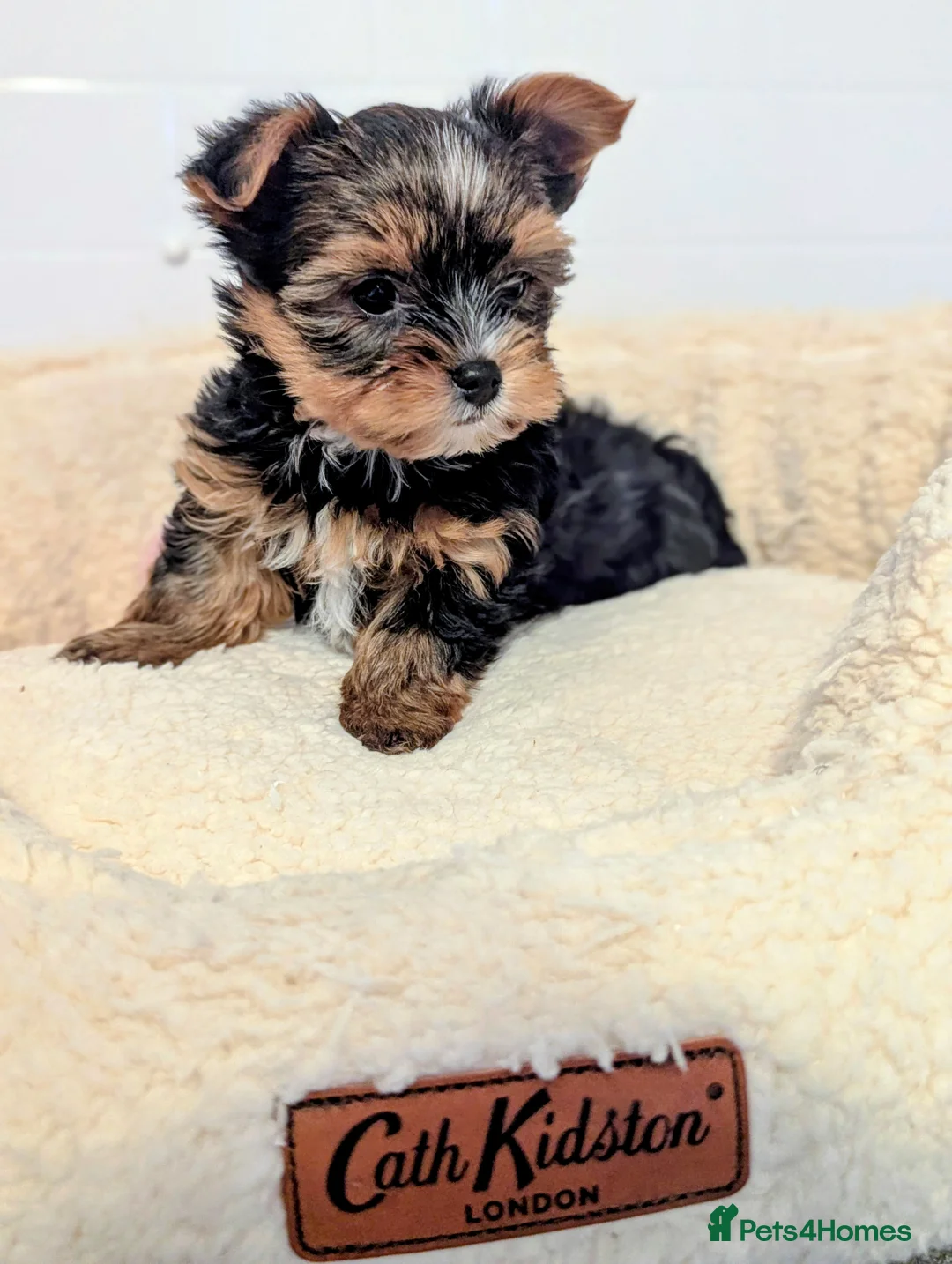 Yorkshire Terrier dogs for sale: Little bundles of joy available  - Advert 14