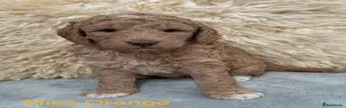 Goldendoodle Puppy 3