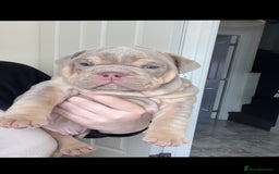 English Bulldog dogs for sale: 10 Top quality English bulldog puppies for sale  - Image 14