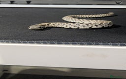 Snake reptiles for sale: Cb25 hognose snake babies. Varied morphs and sexes - Image 6