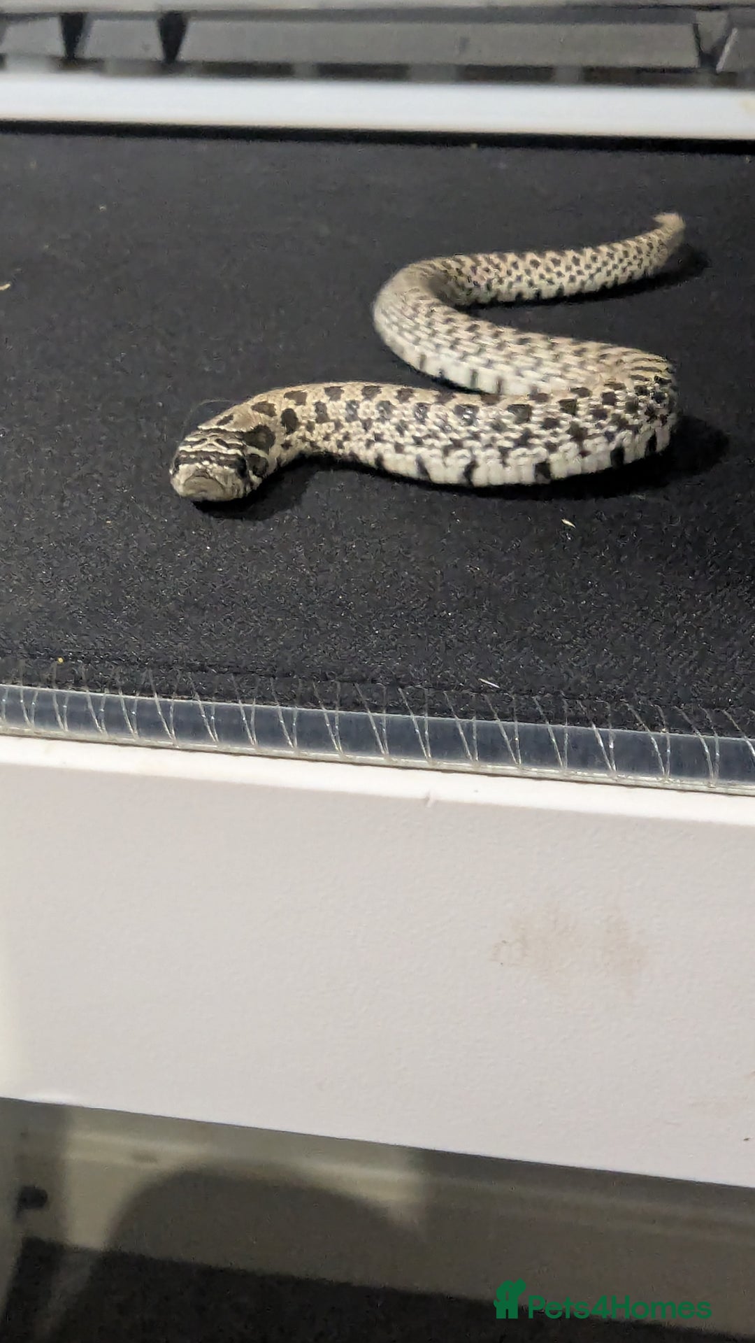 Snake reptiles for sale: Cb25 hognose snake babies. Varied morphs and sexes - Image 6