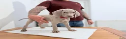 Weimaraner dogs for sale: Gorgeous silver Weimaraner puppies READY SOON !! - Advert 3