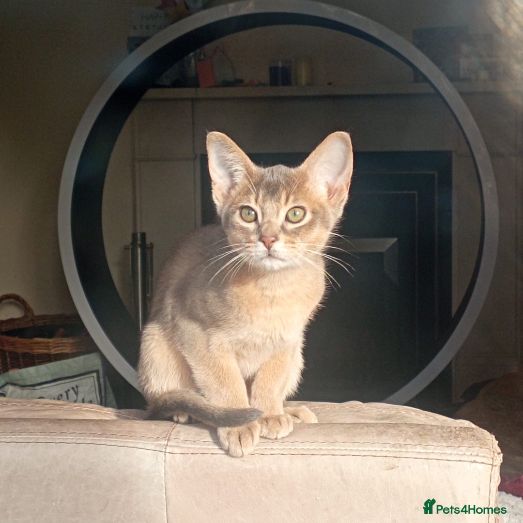 Abyssinian cats for sale: Beautiful Blue male Abyssinian kitten - Advert 4