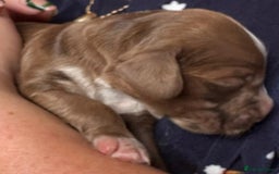 Cocker Spaniel dogs for sale: Cocker Spanial Puppies - Image 7