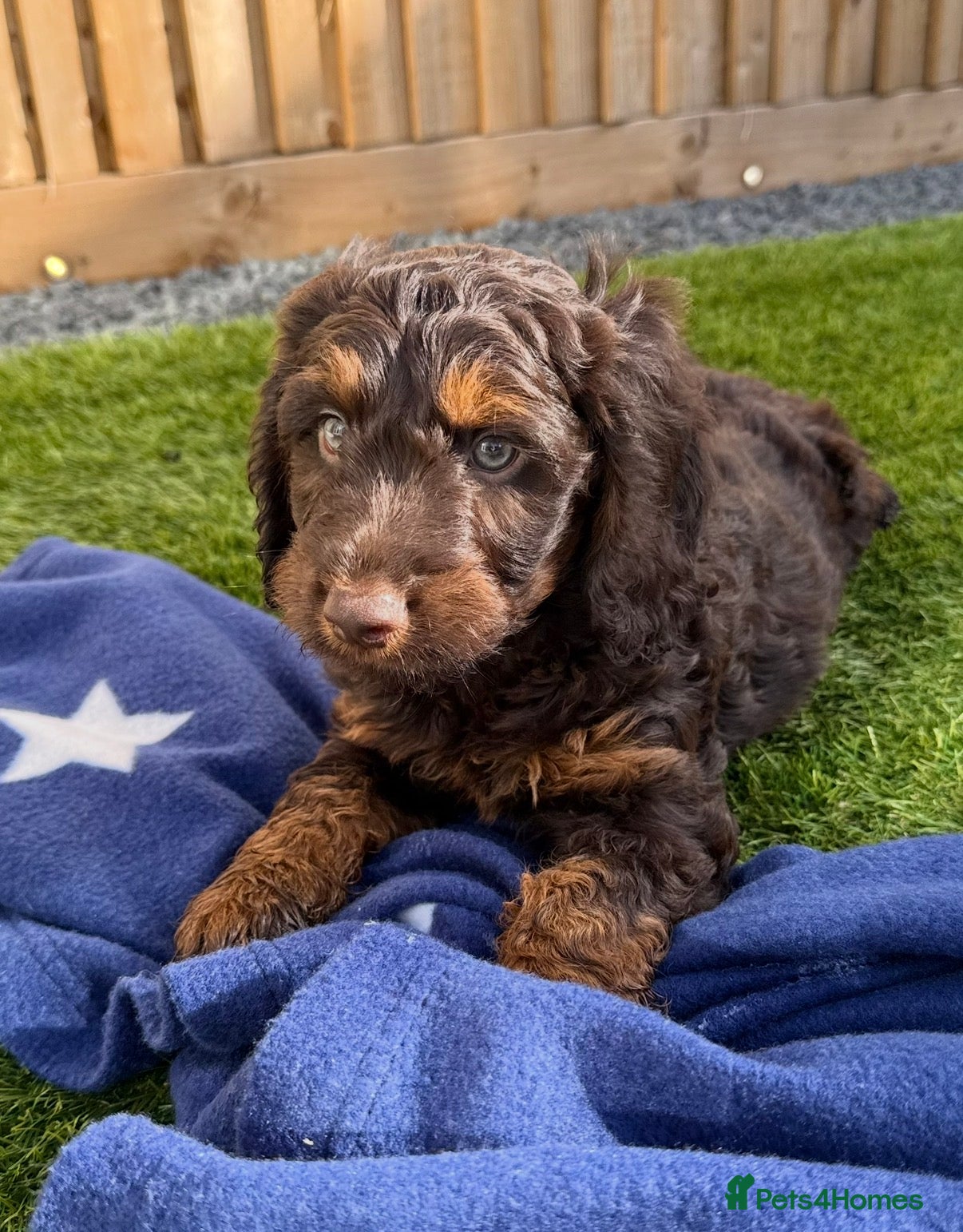 Cockapoo dogs Adorable litter of F1 Cockapoo puppies  - Advert 2