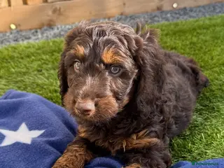 Cockapoo dogs Adorable litter of F1 Cockapoo puppies - Advert 2