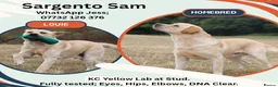 Labrador Retriever dogs for stud: KC Fully Tested Yellow Lab for Stud Only - Advert 5