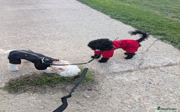 Miniature Poodle dogs for sale: Loving Black Miniature Poodle (2 Years Old) - Image 7