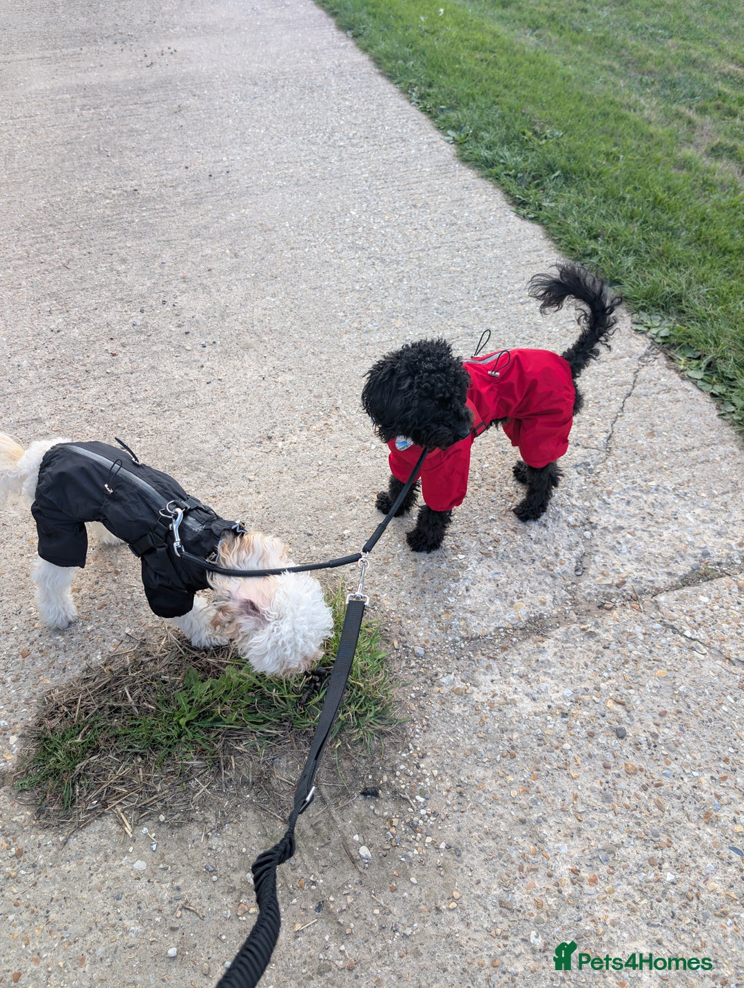 Miniature Poodle dogs for sale: Loving Black Miniature Poodle (2 Years Old) - Image 7